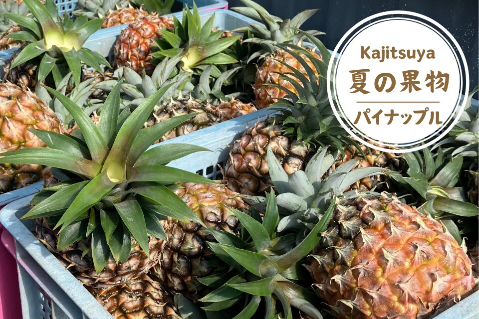 石垣島の視察報告と夏のフルーツ販売のお知らせ - 株式会社果実屋